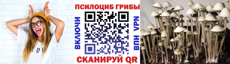 кракен зеркало  Новокубанск  Псилоцибиновые грибы Cubensis 